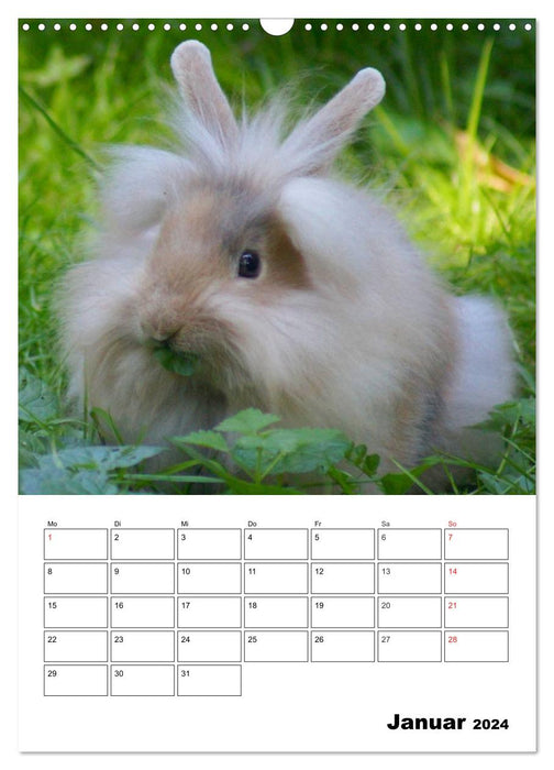 Planificateur de rendez-vous Lapin (Calendrier mural CALVENDO 2024) 