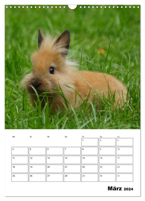 Planificateur de rendez-vous Lapin (Calendrier mural CALVENDO 2024) 