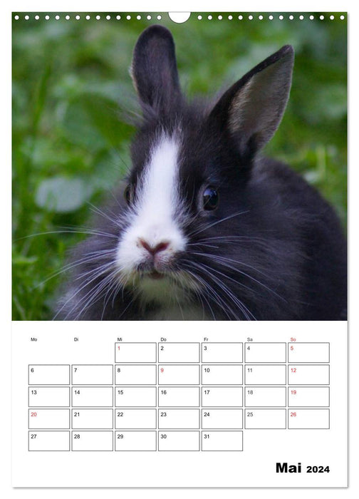 Planificateur de rendez-vous Lapin (Calendrier mural CALVENDO 2024) 