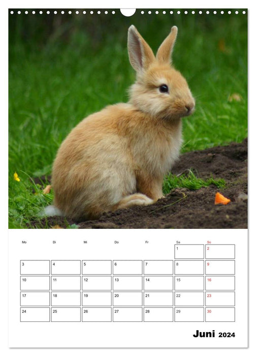 Planificateur de rendez-vous Lapin (Calendrier mural CALVENDO 2024) 