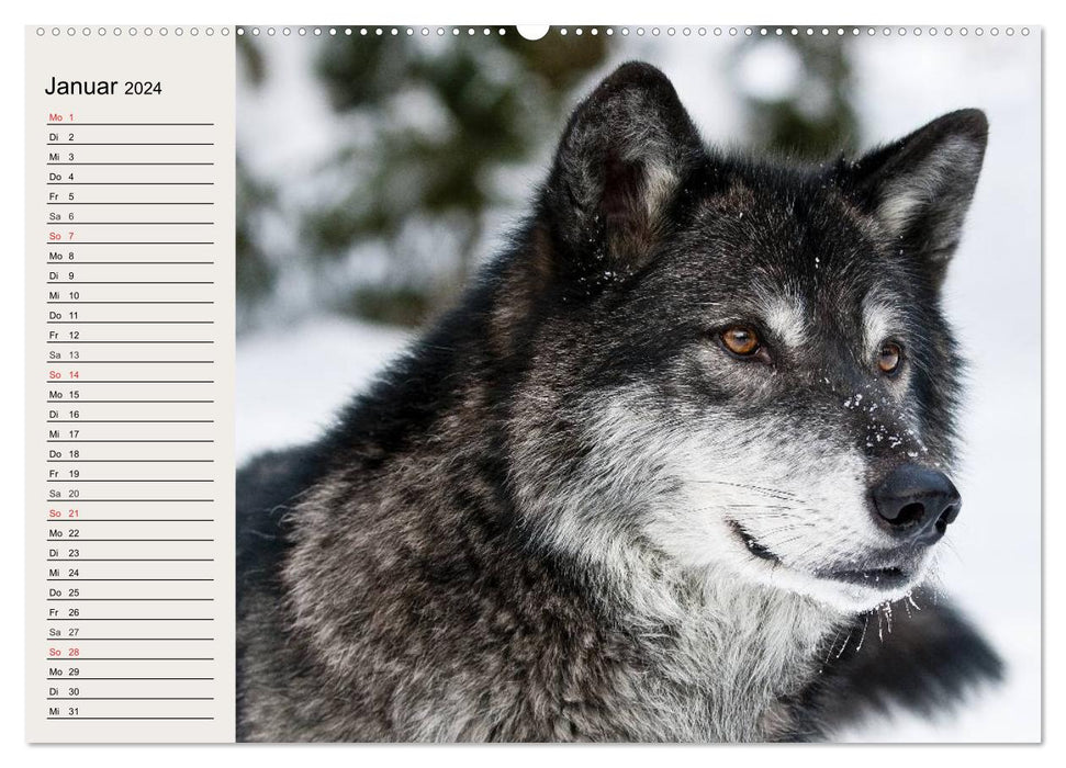 Wölfe. Verwegene Anmut (CALVENDO Wandkalender 2024)