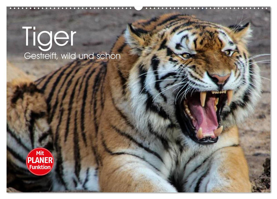 Tiger. Striped, wild and beautiful (CALVENDO wall calendar 2024) 