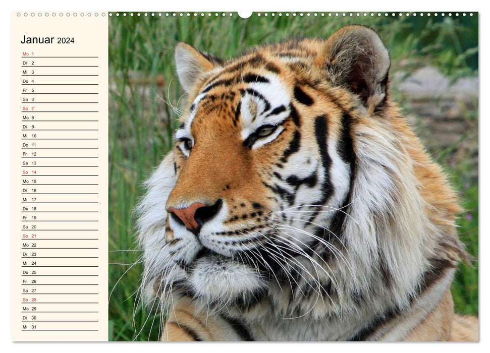 Tiger. Gestreift, wild und schön (CALVENDO Wandkalender 2024)