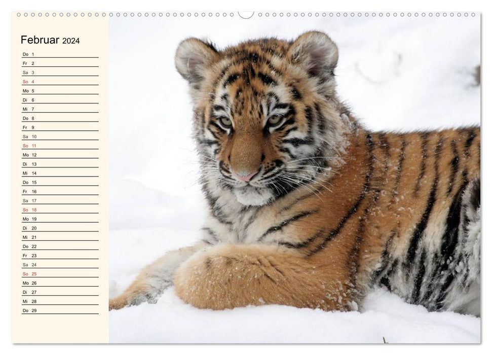 Tiger. Gestreift, wild und schön (CALVENDO Wandkalender 2024)
