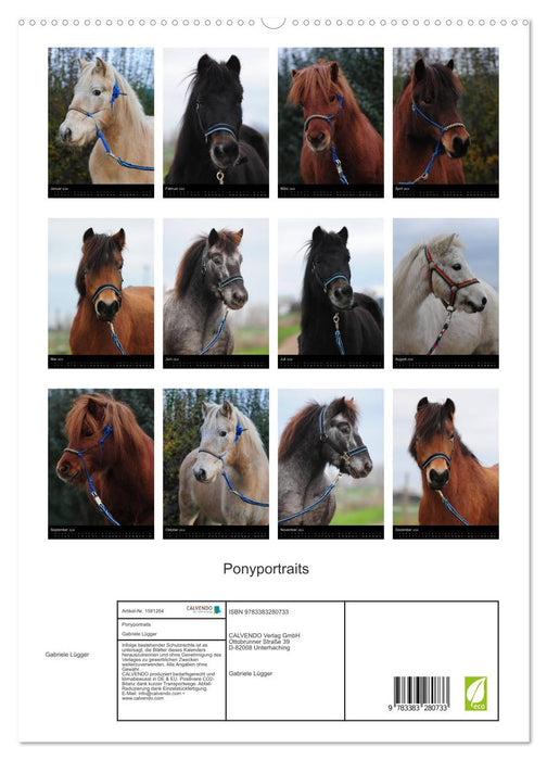Wandkalender Ponyportraits (CALVENDO Premium Wandkalender 2024)