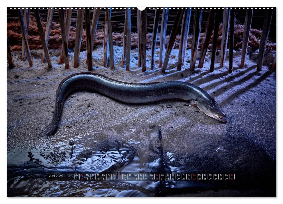 NOTRE POISSON. Eau fraiche. (Calendrier mural CALVENDO 2024) 