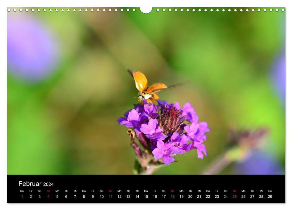 Little messengers of good luck (CALVENDO wall calendar 2024) 