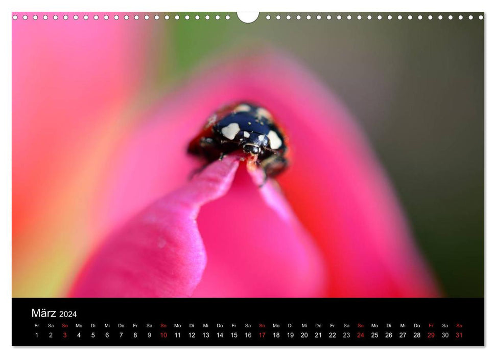 Little messengers of good luck (CALVENDO wall calendar 2024) 