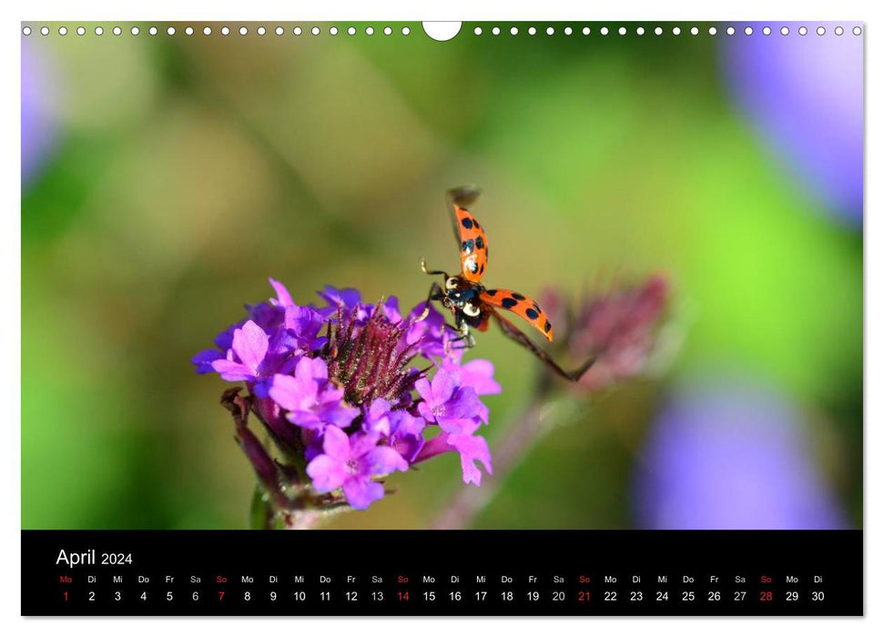 Petits messagers de bonne chance (Calendrier mural CALVENDO 2024) 