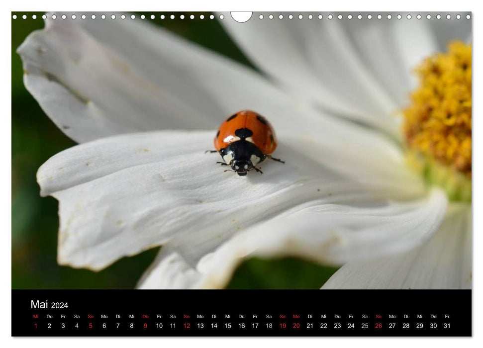 Little messengers of good luck (CALVENDO wall calendar 2024) 