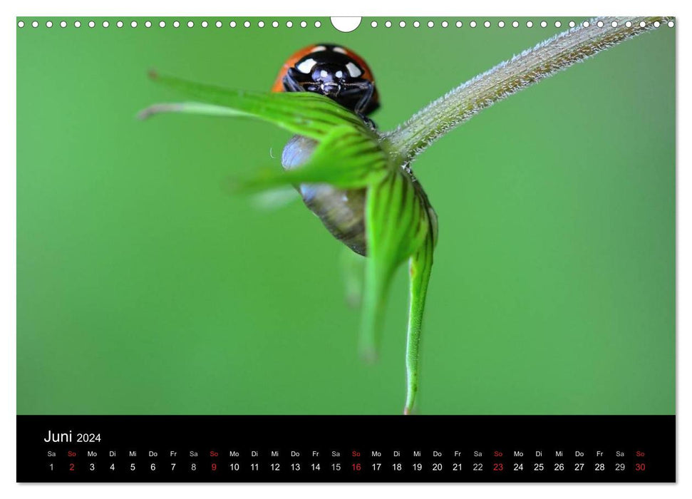 Little messengers of good luck (CALVENDO wall calendar 2024) 