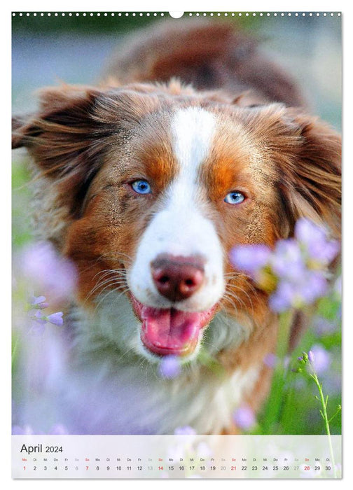 Hundepersönlichkeiten (CALVENDO Premium Wandkalender 2024)