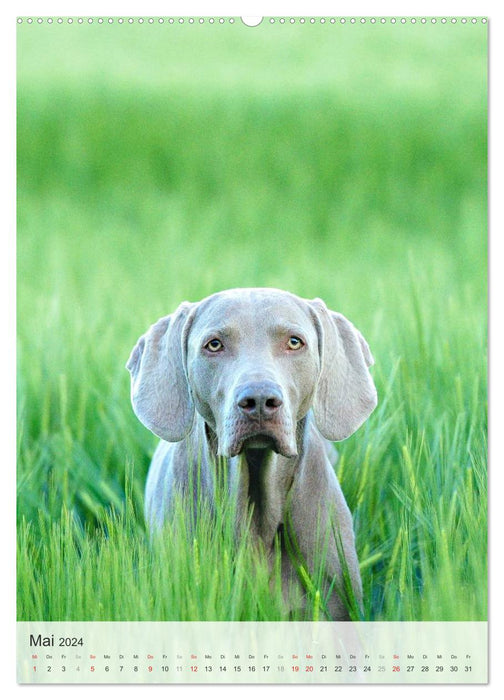 Hundepersönlichkeiten (CALVENDO Premium Wandkalender 2024)