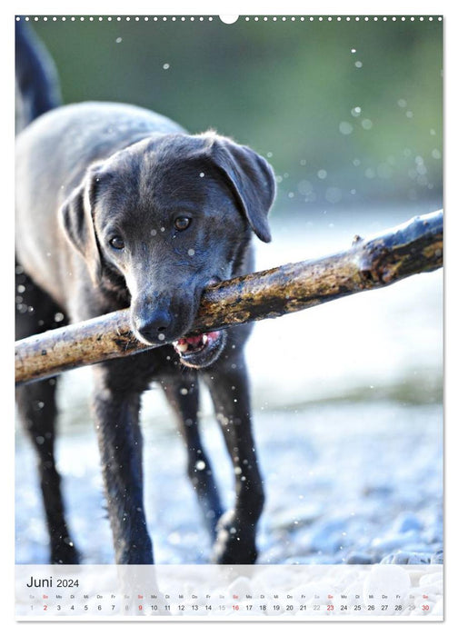 Hundepersönlichkeiten (CALVENDO Premium Wandkalender 2024)