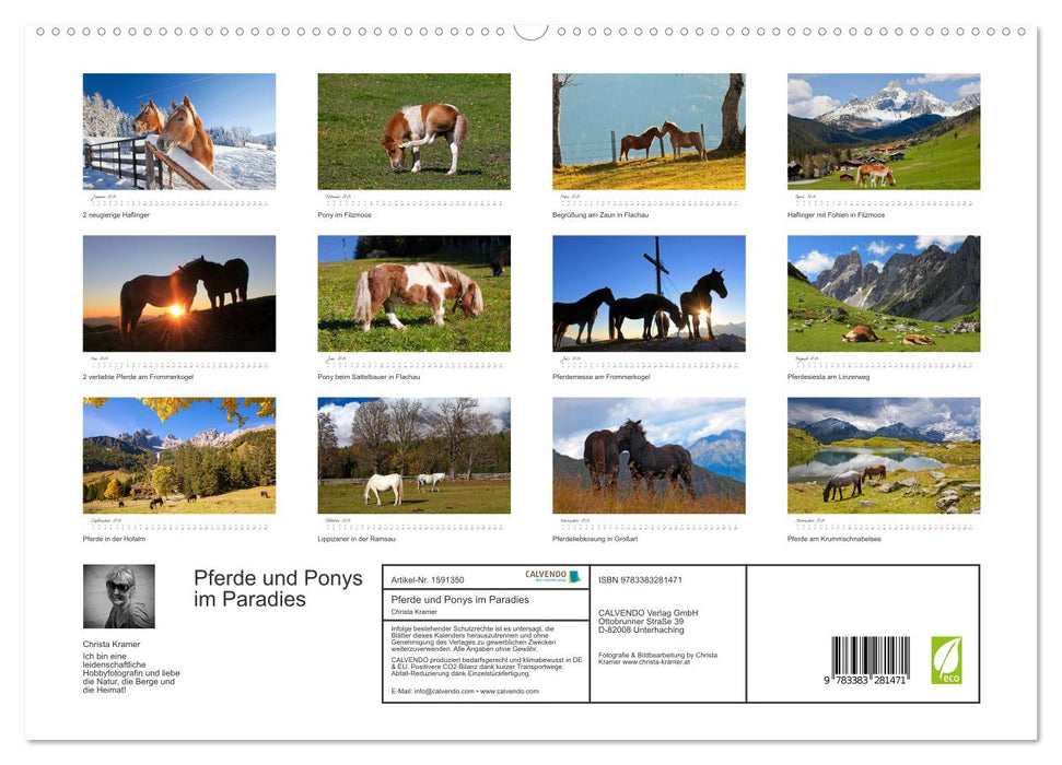 Chevaux et poneys au paradis (Calendrier mural CALVENDO Premium 2024) 