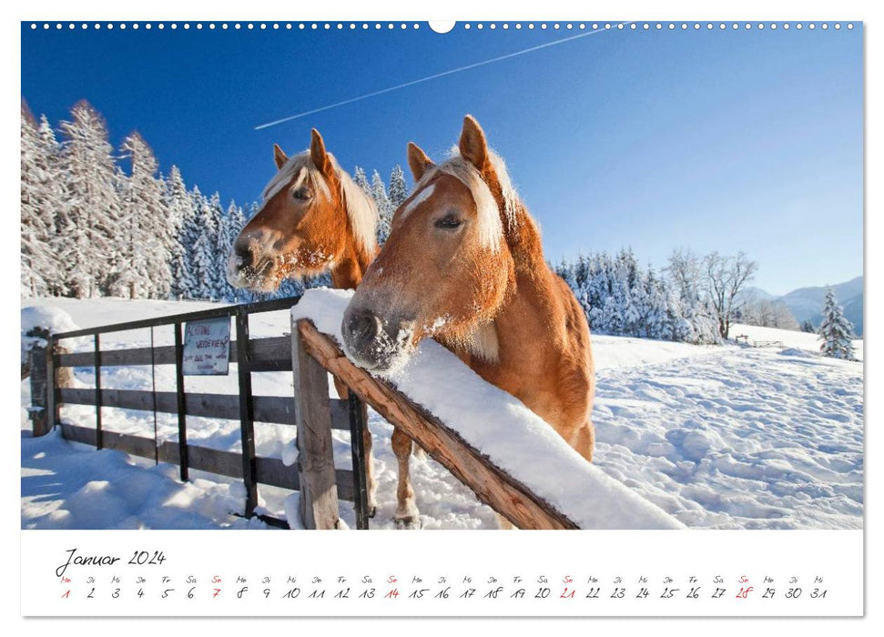 Pferde und Ponys im Paradies (CALVENDO Premium Wandkalender 2024)