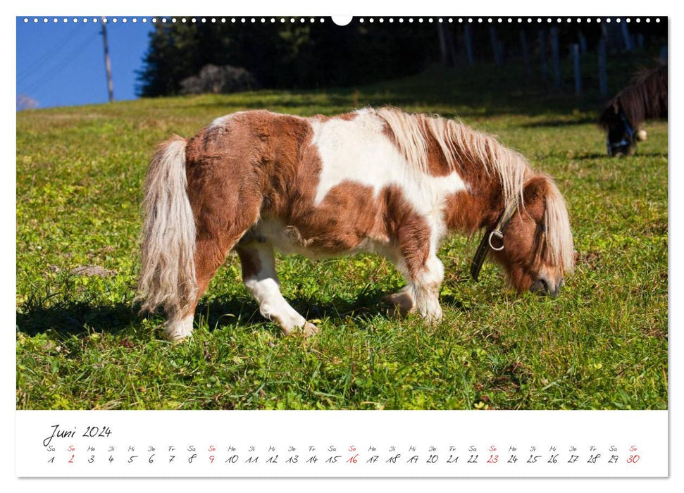 Chevaux et poneys au paradis (Calendrier mural CALVENDO Premium 2024) 