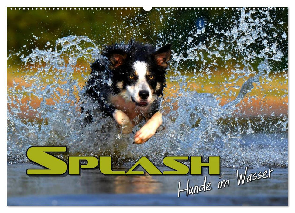 SPLASH - Chiens dans l'eau (Calendrier mural CALVENDO 2024) 