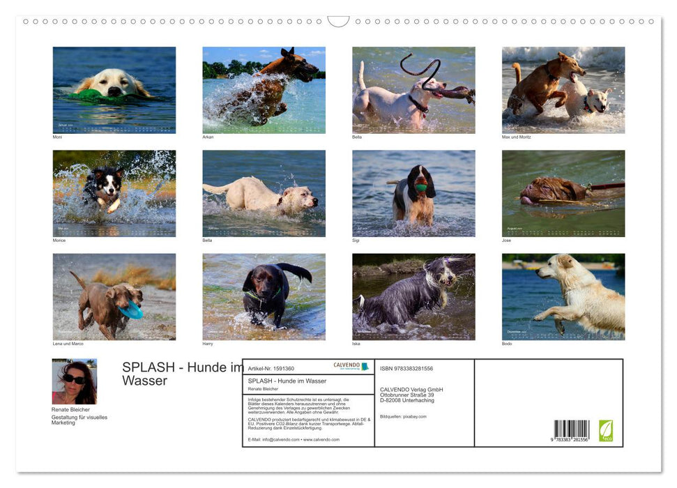 SPLASH - Chiens dans l'eau (Calendrier mural CALVENDO 2024) 