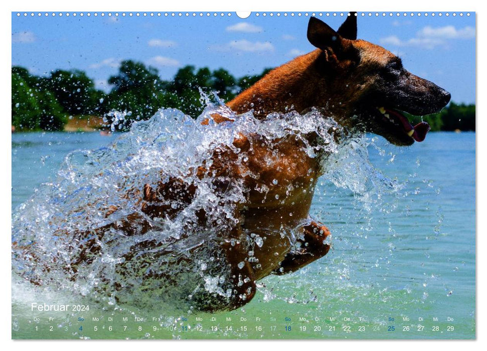 SPLASH - Chiens dans l'eau (Calendrier mural CALVENDO 2024) 