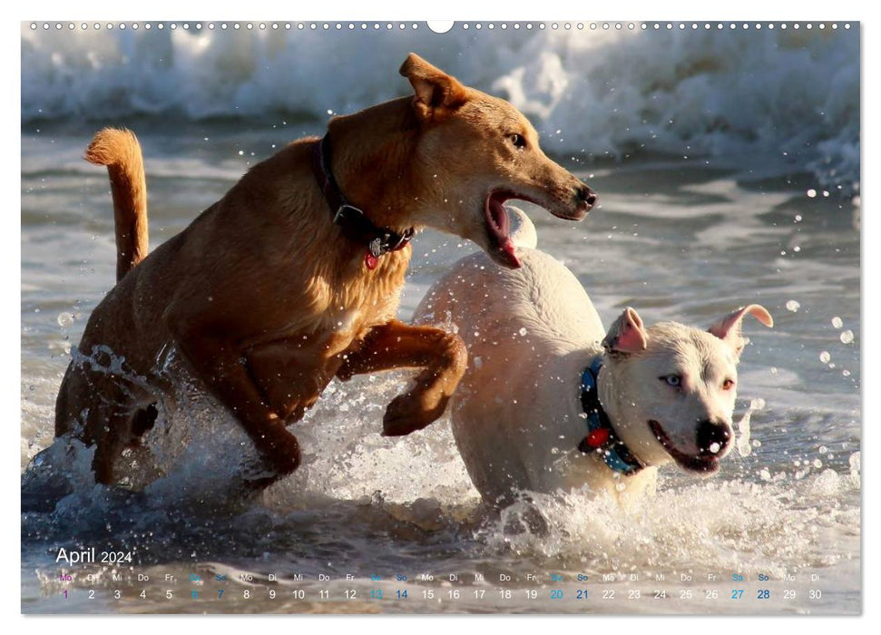 SPLASH - Chiens dans l'eau (Calendrier mural CALVENDO 2024) 