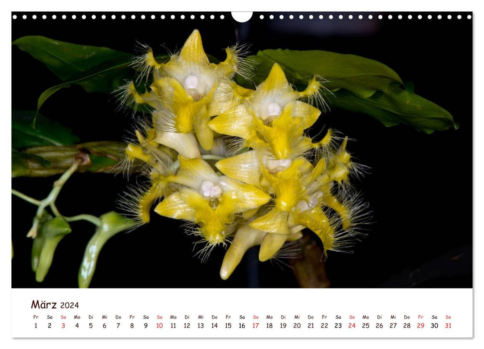 Orchideenzauber (CALVENDO Wandkalender 2024)