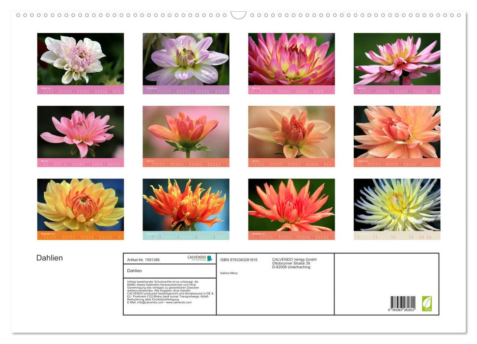 Dahlias (CALVENDO wall calendar 2024) 