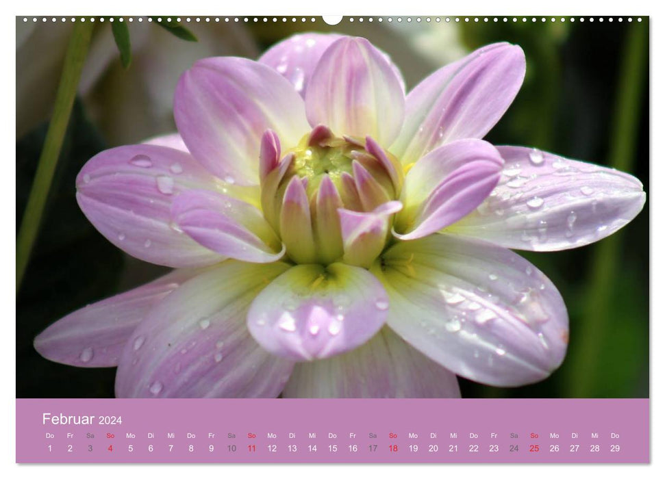 Dahlias (Calendrier mural CALVENDO 2024) 