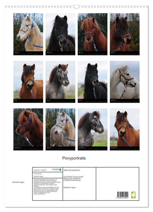 Calendrier mural portraits de poneys (calendrier mural CALVENDO 2024) 