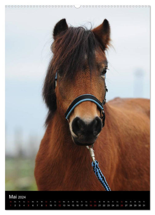 Wandkalender Ponyportraits (CALVENDO Wandkalender 2024)