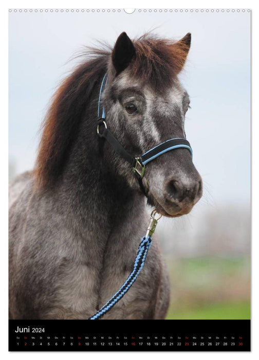 Wandkalender Ponyportraits (CALVENDO Wandkalender 2024)