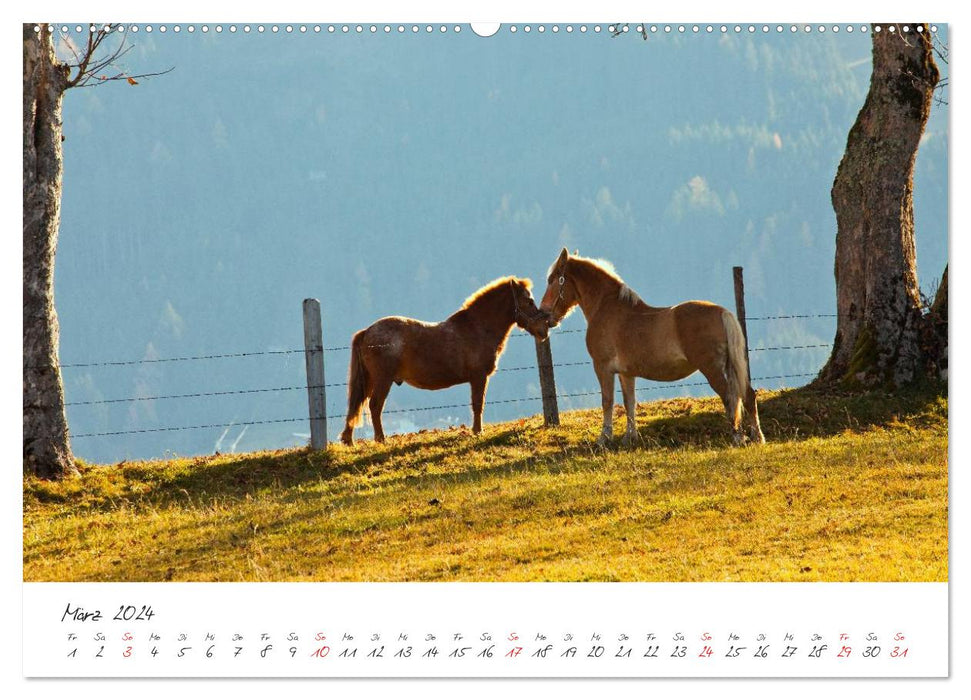 Pferde und Ponys im Paradies (CALVENDO Wandkalender 2024)