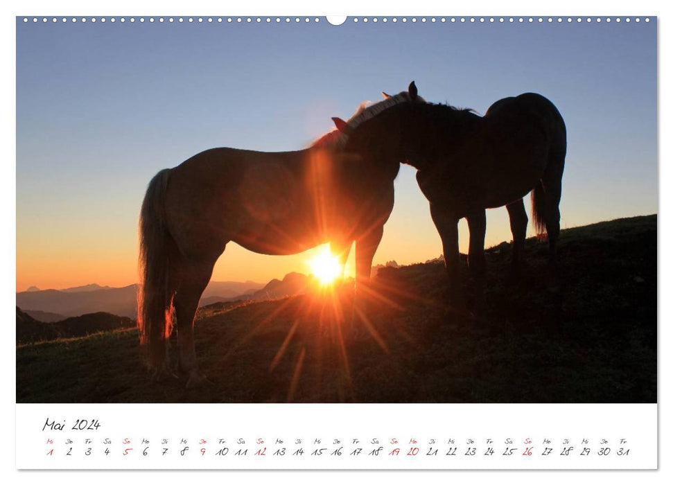 Chevaux et poneys au paradis (Calendrier mural CALVENDO 2024) 