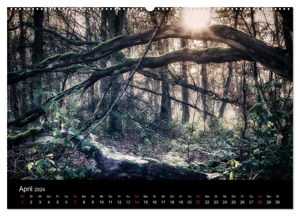 Mystische Wälder (CALVENDO Wandkalender 2024)
