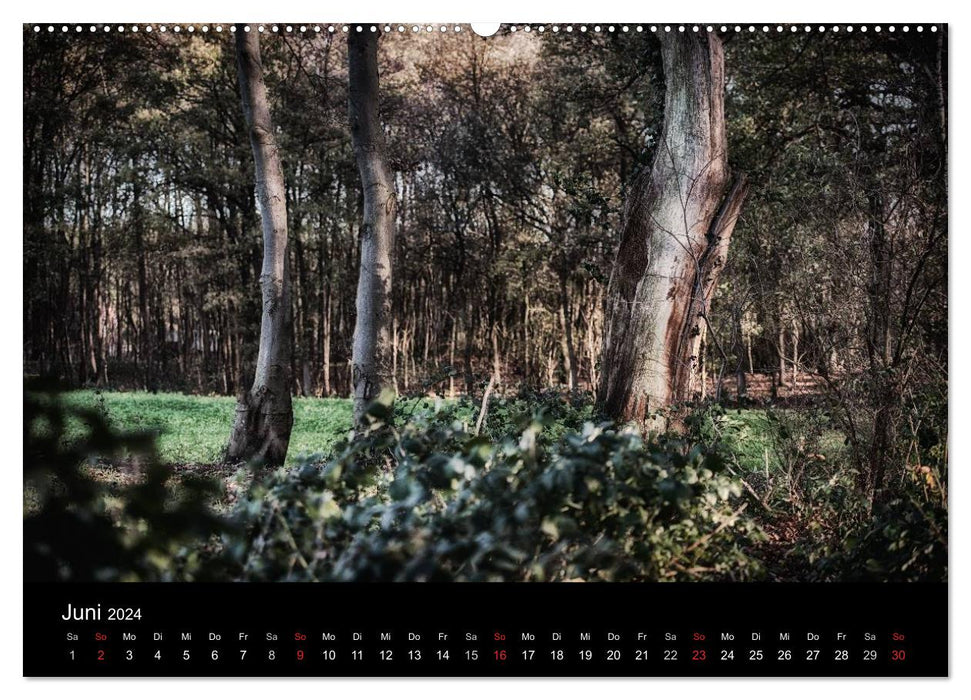 Mystical forests (CALVENDO wall calendar 2024) 