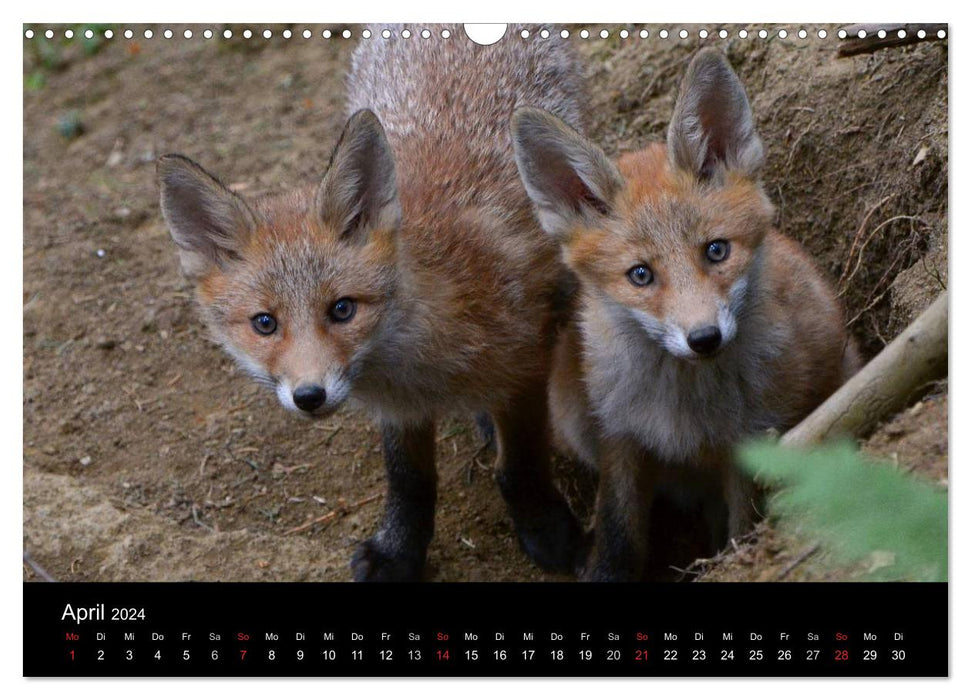 Ein Blick in Reinekes Kinderstube (CALVENDO Wandkalender 2024)