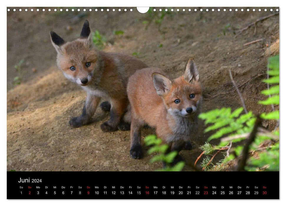 Ein Blick in Reinekes Kinderstube (CALVENDO Wandkalender 2024)