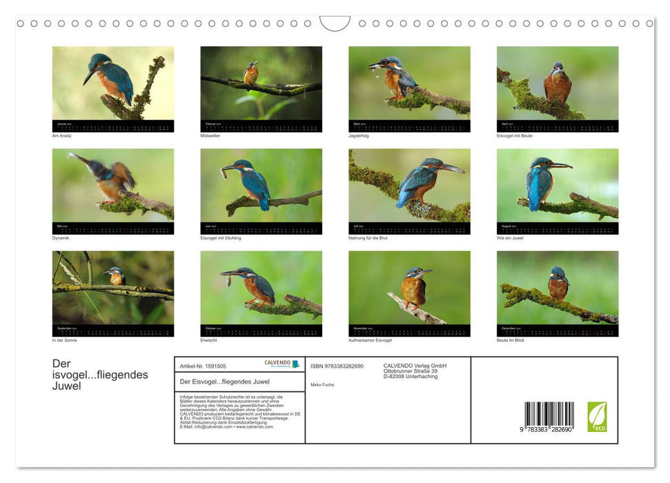 The kingfisher...flying jewel (CALVENDO wall calendar 2024) 