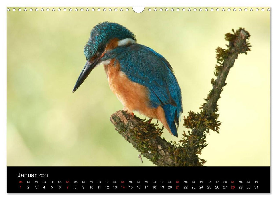 Le martin-pêcheur...bijou volant (Calendrier mural CALVENDO 2024) 