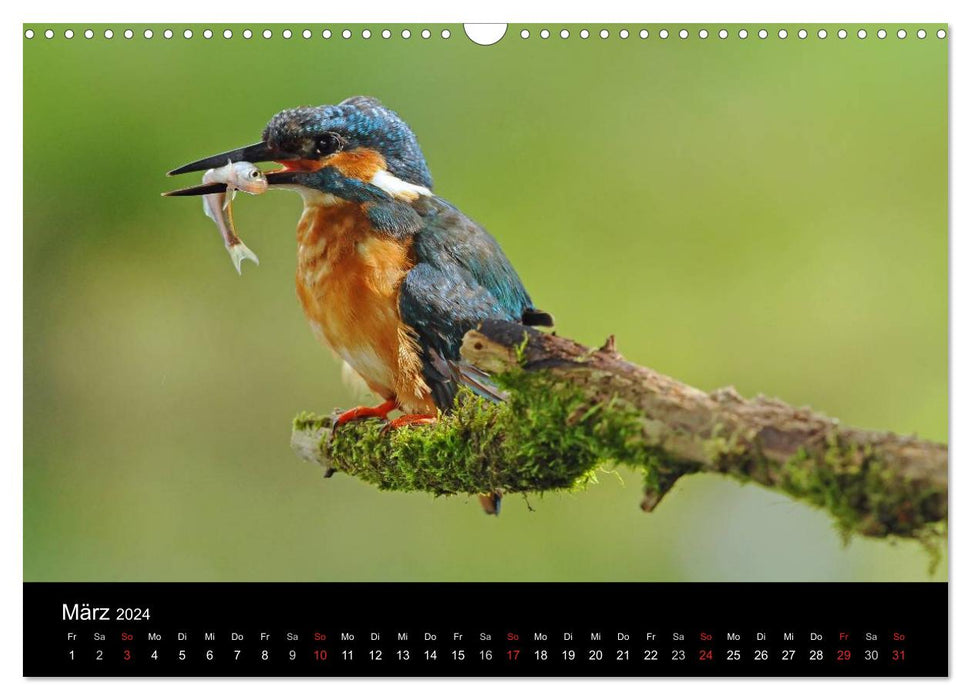 Le martin-pêcheur...bijou volant (Calendrier mural CALVENDO 2024) 