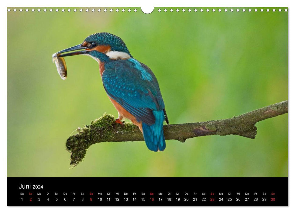 The kingfisher...flying jewel (CALVENDO wall calendar 2024) 