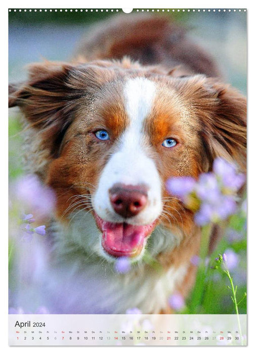 Hundepersönlichkeiten (CALVENDO Wandkalender 2024)