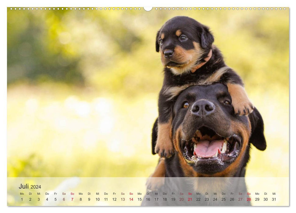 Chiens 2024 – Compagnons fidèles (Calvendo Premium Wall Calendar 2024) 