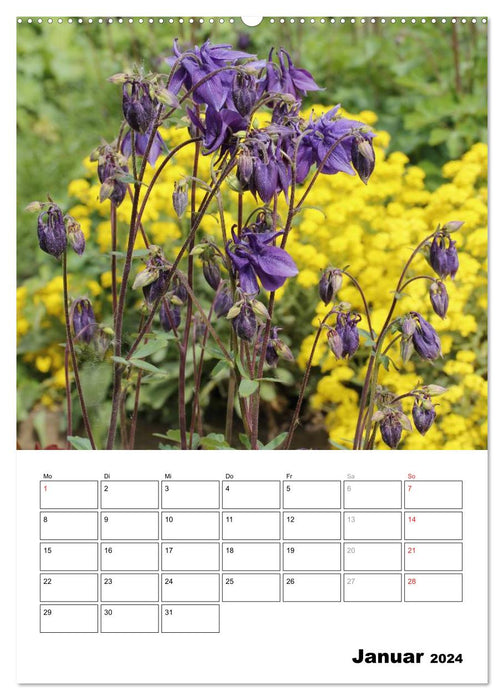 Colombines magiques (Calvendo Premium Wall Calendar 2024) 