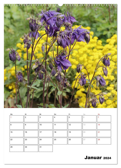 Magical Columbines (CALVENDO Premium Wall Calendar 2024) 