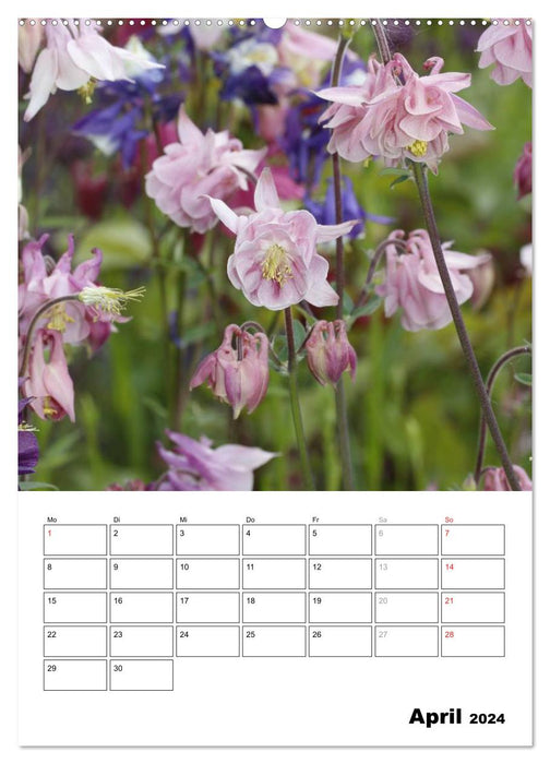 Magical Columbines (CALVENDO Premium Wall Calendar 2024) 