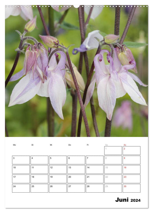 Magical Columbines (CALVENDO Premium Wall Calendar 2024) 