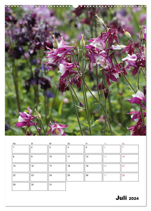 Magical Columbines (CALVENDO Premium Wall Calendar 2024) 