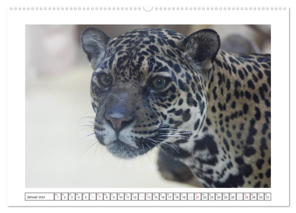 Animals in the Zoo (CALVENDO Premium Wall Calendar 2024) 