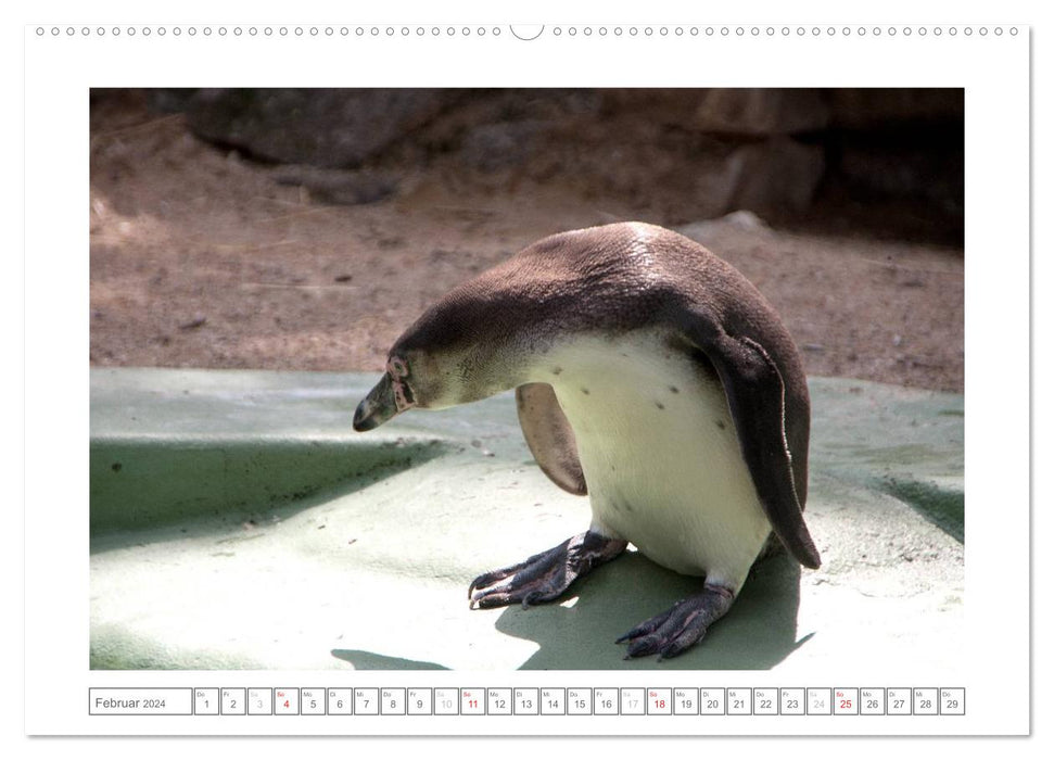 Animals in the Zoo (CALVENDO Premium Wall Calendar 2024) 